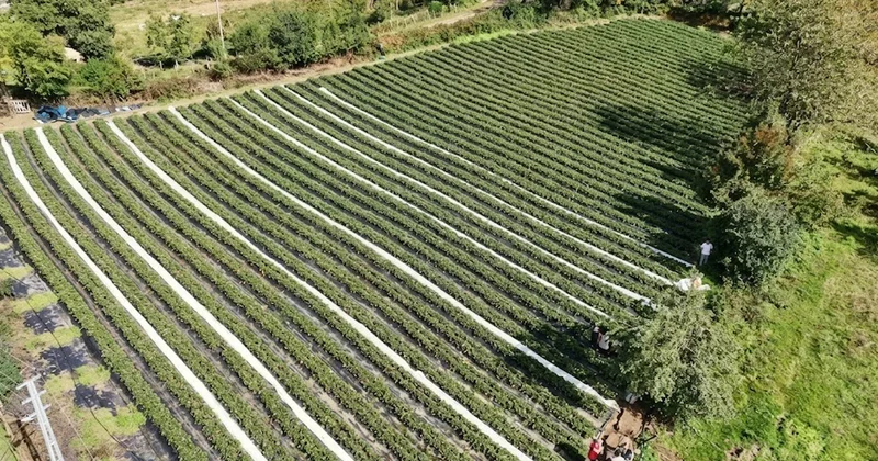 10 yıllık kariyerini bırakıp memleketine döndü: Tarlada kazandığı şehirdeki maaşını solladı Sözcü Gazetesi