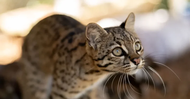 10 yıl önce sahiplendikleri kedi bambaşka bir şey çıktı: 100 yıl sonra bir ilk!
