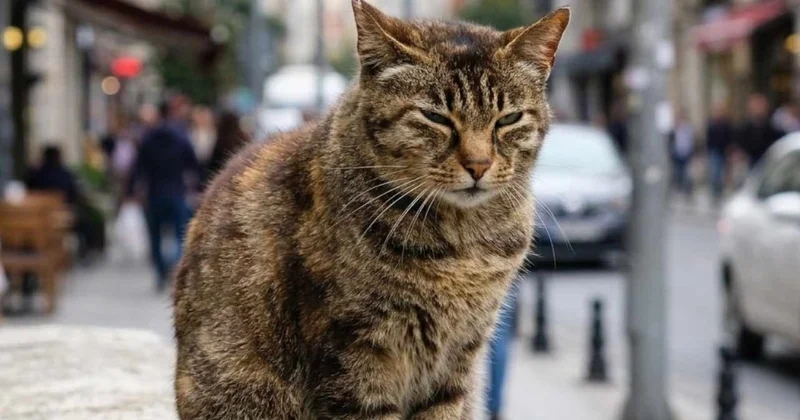 10 yıl önce kedi sanıp eve aldılar: Büyüyünce bambaşka bir şey çıktı Sözcü Gazetesi