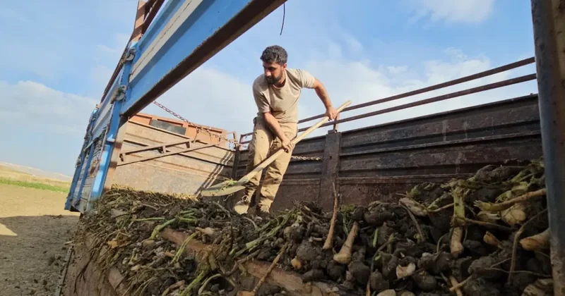 Muş ovasında tarlalar coştu! 2 bin tonluk dev rekolte için talep geldi
