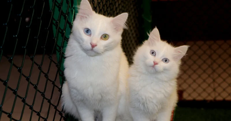 Van Kedi Villası’nda yavru mesaisi bitti, sahiplendirme başladı