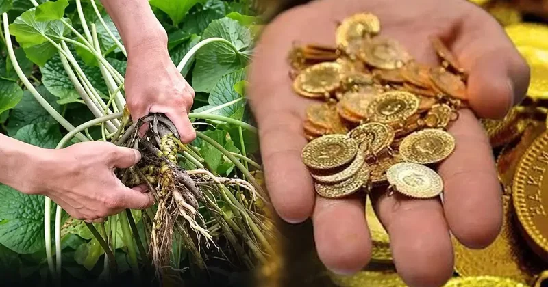 Altını geçti, kilosu 247 bin TL! Güncel fiyatı duyanları hayrete düşürdü