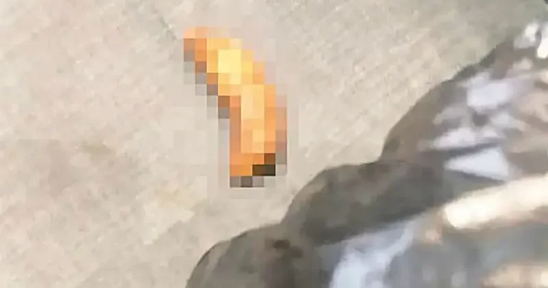 Çalışma odasına dışkı! Gündem Haberleri