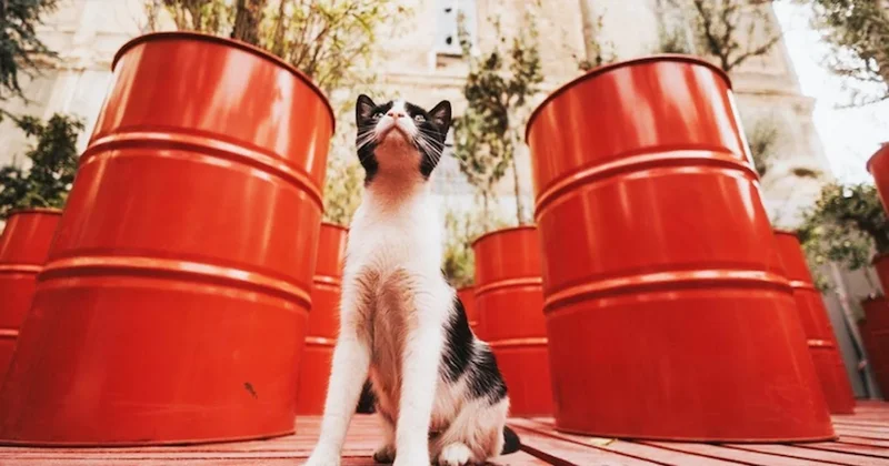 18. İstanbul Bienali sergilerini görmek için son günler Sözcü Gazetesi