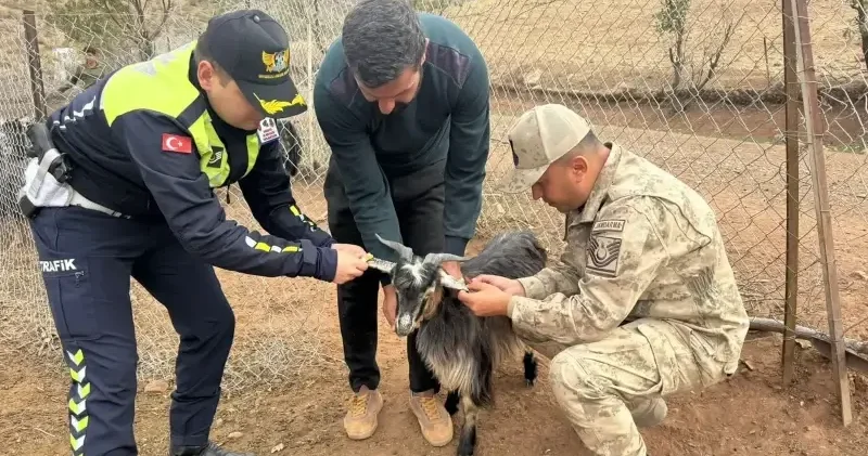Sürü hayvanlarına kaza önlemi: Kulak küpelerine yapıştırıldı Siirt Haberleri
