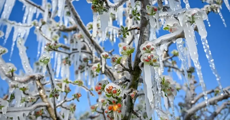 Çiftçilere 798 Milyon TL Destek Ödemesi
