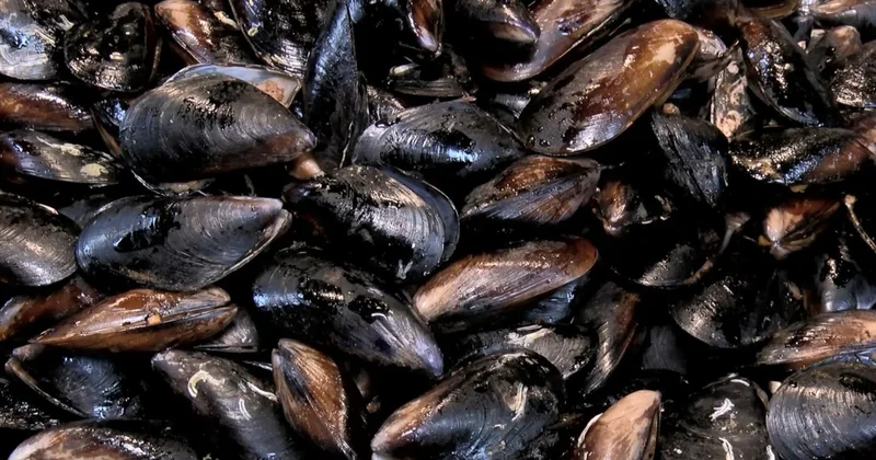 Kaçak midye avına ceza: Tam 27 ton ele geçirildi Sözcü Gazetesi