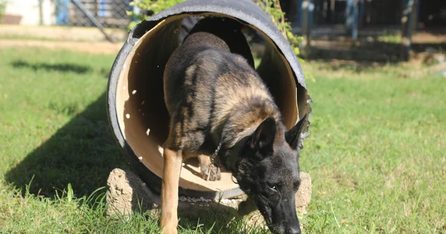 Narkotik köpeklerinin sıra dışı eğitimi; madde değil, oyuncağını arıyor Antalya Haberleri