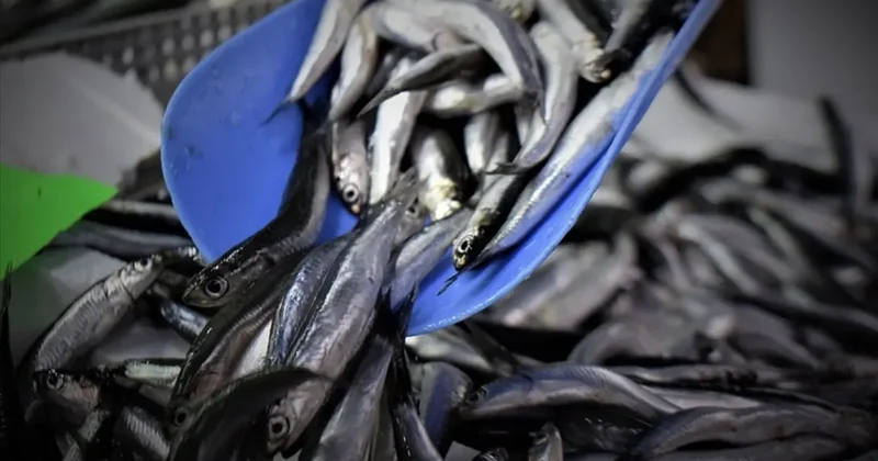 Rize de hamsinin kilogramı 50 liraya satılıyor