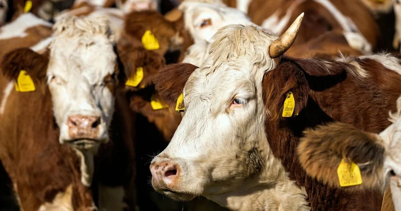 Binlerce sığır 50 gündür Marmara nın ortasında tutsak