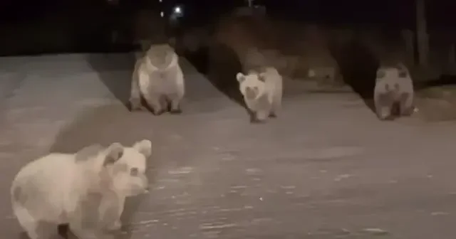 Bir ayı yol kenarında yavrularını besledi VİDEO İZLE