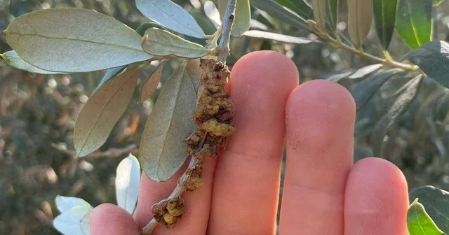 Salihli de üreticilere zeytin dal kanseri uyarısı Manisa Haberleri