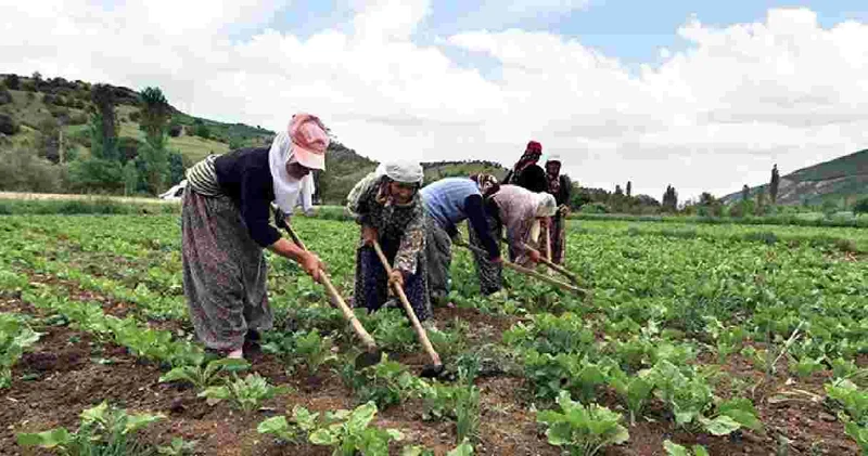 Çiftçilere tonlarca dağıtıldı