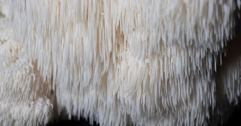 Doğada buldu, balkonunda üretip hasat ediyor: Kilosunu 2000 liradan satıyor Sözcü Gazetesi