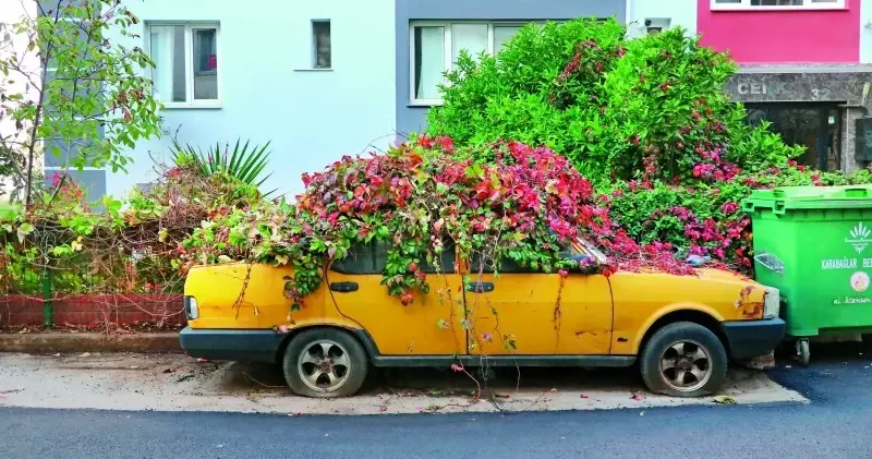 Sahipsiz kalan arabayı sarmaşık sardı Hayat Haberleri