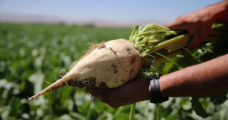 Altın değerinde topraklar Türkiye nin inci şehrinde: Ayçiçeğinden şeker pancarına ne ekilirse 6 katını veriyor Sözcü Gazetesi
