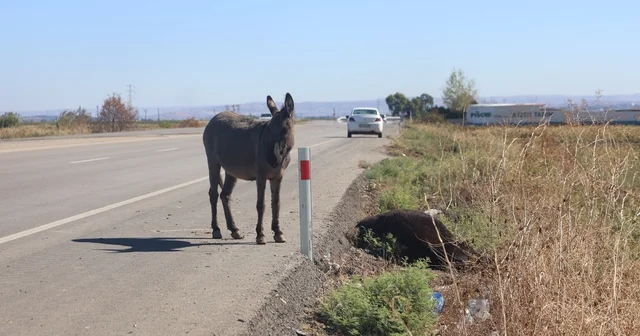 Telef olan annesinin başında beklediği görüntülerle duygulandıran sıpa yeni yuvasında yaşamaya başladı Annesi aracın çarpmasıyla telef olan sıpaya Hatay Büyükşehir Belediyesi sahip çıktı Hatay Haberleri
