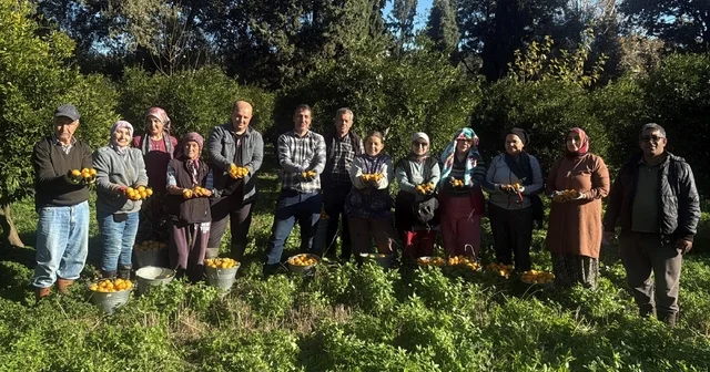 Bodrum mandalinası bahçede 15 20, manavlarda 100 liradan satılıyor Muğla Haberleri