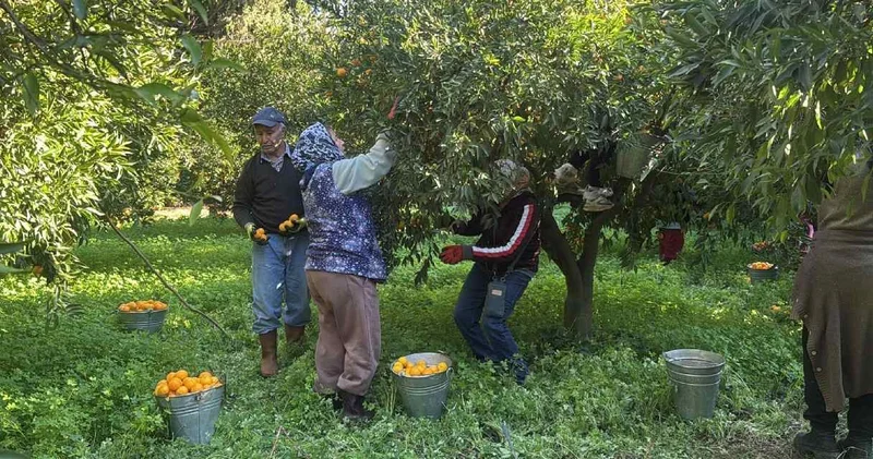 Bahçede 20 liradan manavlarda 100 liradan satılıyor