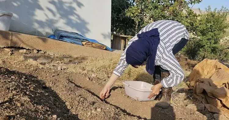 Dünyanın en pahalı baharatı Türkiye de bir ilde üretiliyor...