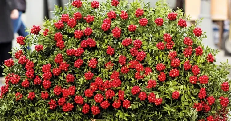 50 milyon TL’lik kokina bereketi