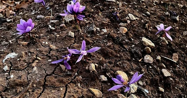 Siirt te ilk safran üretimi Siirt Haberleri
