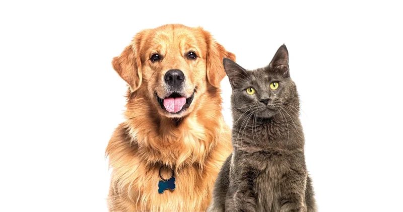 Evdeki kediye köpeğe ‘çip’te son günler... Son tarih 31 Aralık