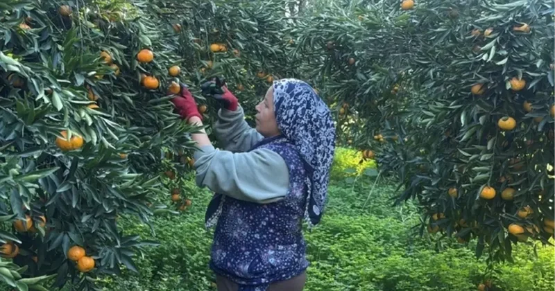 Bodrum Mandalinası Hasadı Başladı