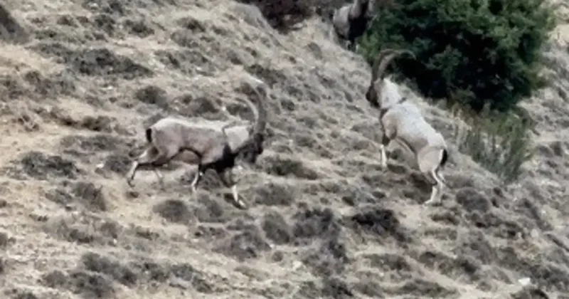 Tunceli’de tekelerin liderlik kavgası kamerada