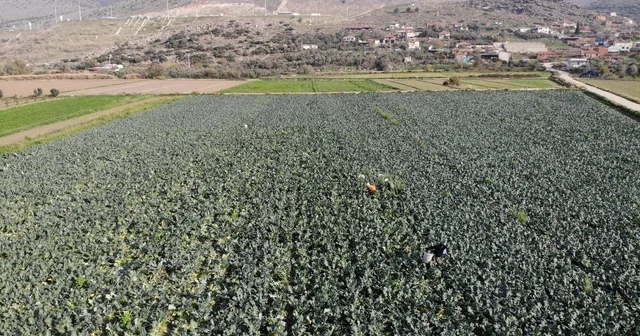 İzmir in verimli tarım arazilerinde yeşil altın hasadı Brokoli fiyatı tarladan pazara üçe katlanıyor İzmir Haberleri