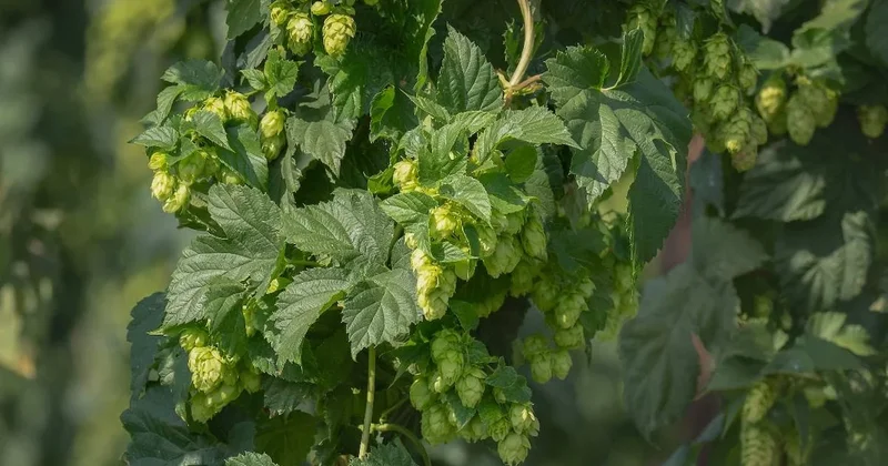 Türk çiftçisi ot diye atıyor, Avrupa da kilosu 35 bin liraya satılıyor Sözcü Gazetesi