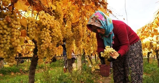 Üzüm hasadında sona yaklaşıldı Manisa Haberleri