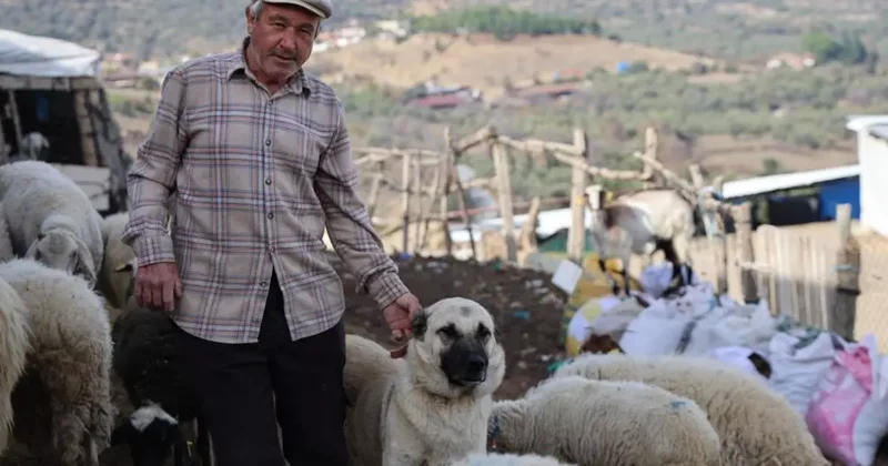 Şap karantinası meraları boşalttı