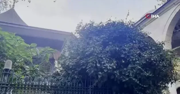 Eyüp Sultan Camii avlusundaki ağaç devrildi