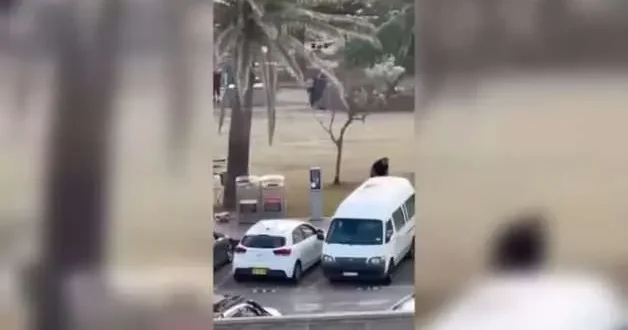 Silah tecrübesi olmayan manav Avustralya da kahraman oldu: Çıplak elle destan yazdı!