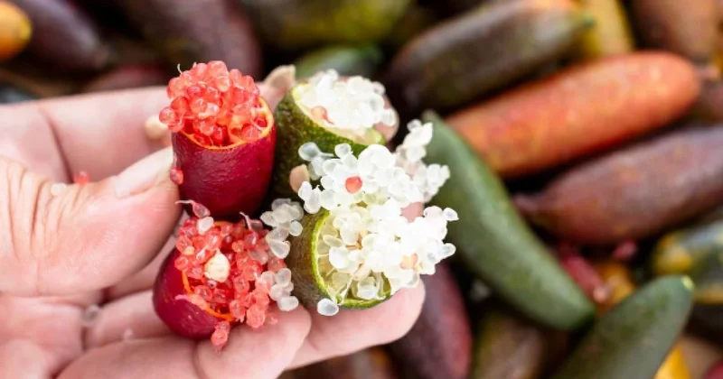 Kilosu değil, gramı servet değerinde: Türkiye de yeni tanınıyor, eken 1 senede zengin oluyor Sözcü Gazetesi