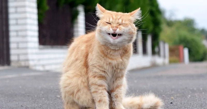 Kahkahalarınız sizin hakkınızda ne söylüyor?