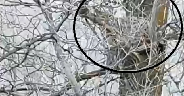 Nesli tehlike altında olan vaşak, ağaçta görüntülendi Sivas Haberleri