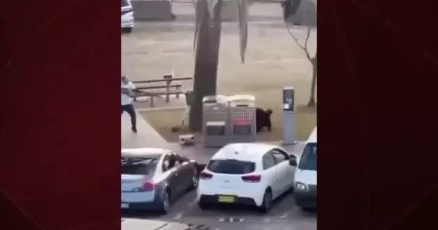 Avustralya da kara pazar! Saldırganın üzerine atlayan kahraman adam kameralara yansıdı