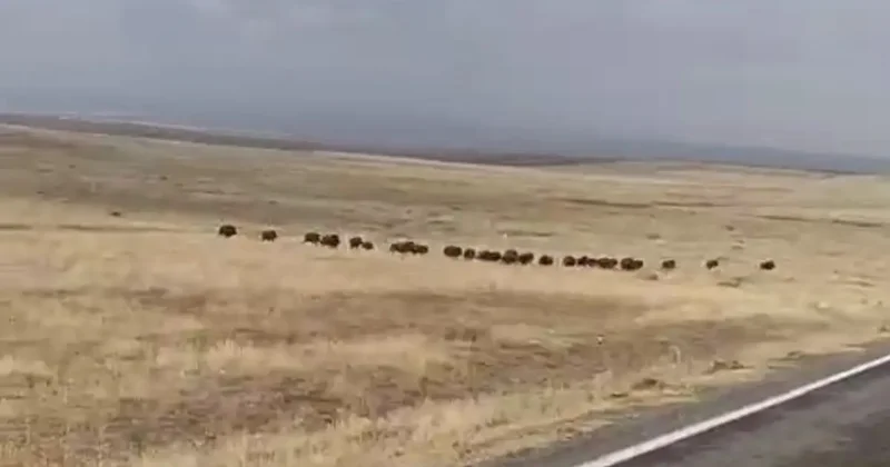 Malazgirt’te domuz sürüsü görüntülendi