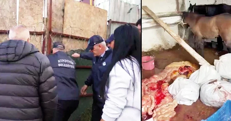 Kesip piyasaya sürdüler