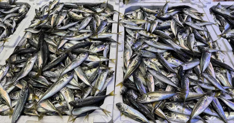 Hamsinin fiyatında dev artış: 10 gün önce 50 liraydı