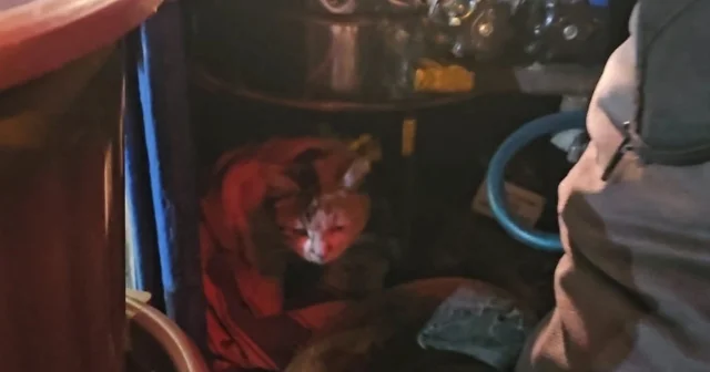 Sokak kedisine üşümesin diye kestane kazanının yanında bakıyor Elazığ Haberleri