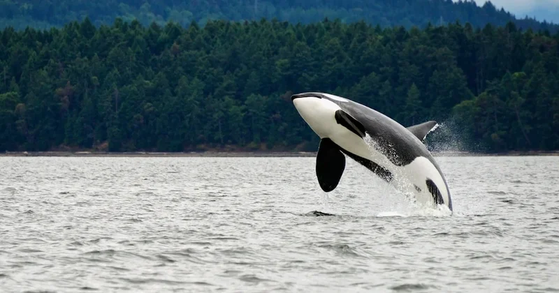 Katil balinalar ve yunuslar arasında şaşırtıcı işbirliği Sözcü Gazetesi