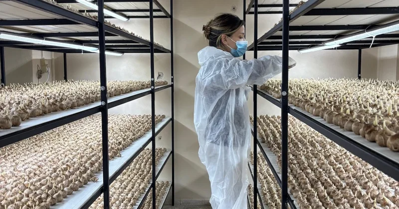 Sadece 1 gramı 700 lira ediyor... Sözcü Gazetesi