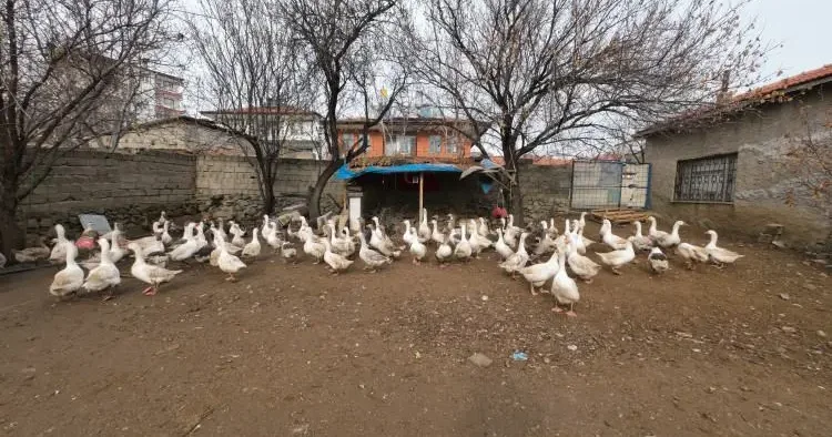 İstanbul u bıraktı! Memleketinde paraya para demiyor