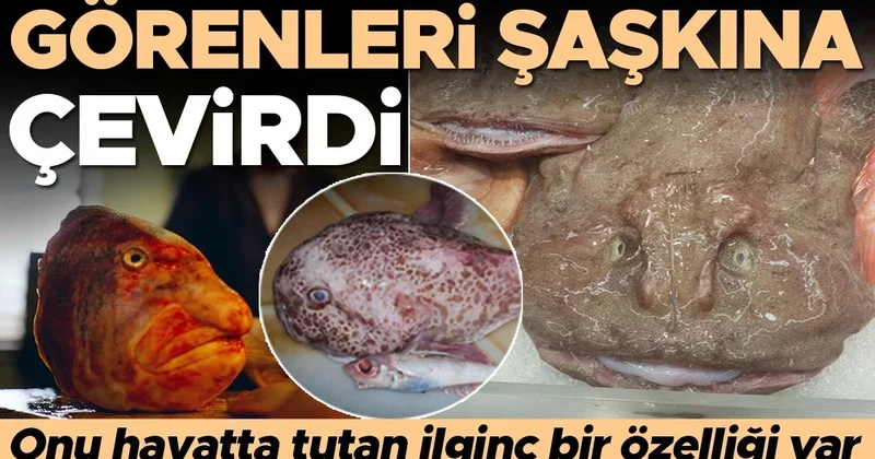 Görenleri şaşkına çevirdi: ‘Dünyanın en çirkin hayvanı’ olarak adlandırılıyor… Onu hayatta tutan ilginç bir özelliği var