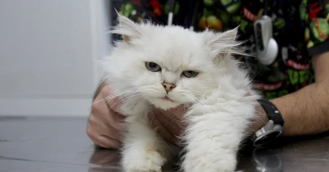 Kedide dünyada görülmemiş anomali: Başarılı operasyonla sağlığına kavuştu Veteriner Hekim Metin Betin, Literatürlere baktığımızda böyle bir anomaliye rastlamadım. Türkiye de ve dünyada ilk vaka diyebiliriz Adana Haberleri