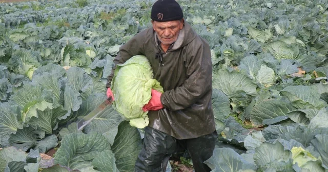 Turşuların başrol oyuncusu lahananın hasadına devam ediliyor Sakarya Haberleri
