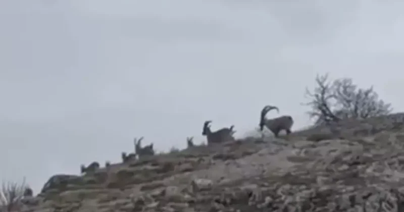Elazığ’da yaban keçileri sürü halinde görüntülendi